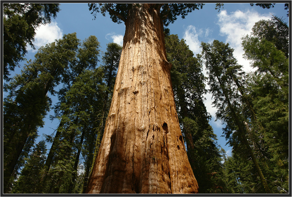 Sequoia 3