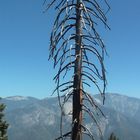 Sequoia