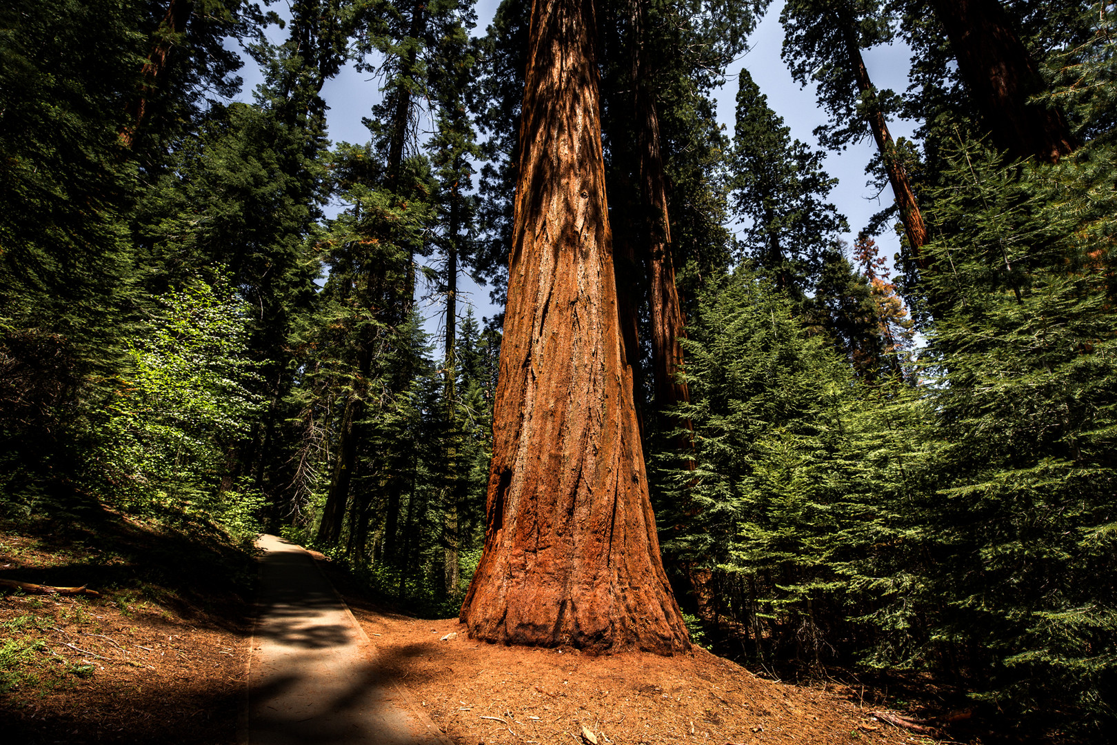 Sequoia