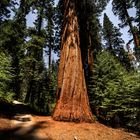 Sequoia