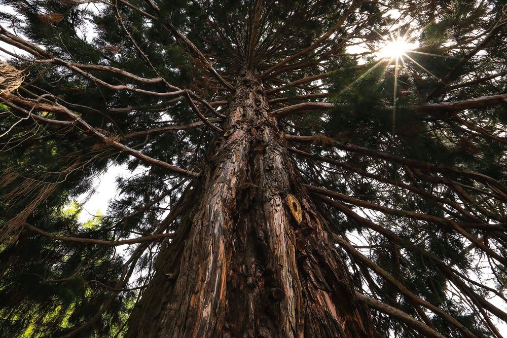 sequoia 