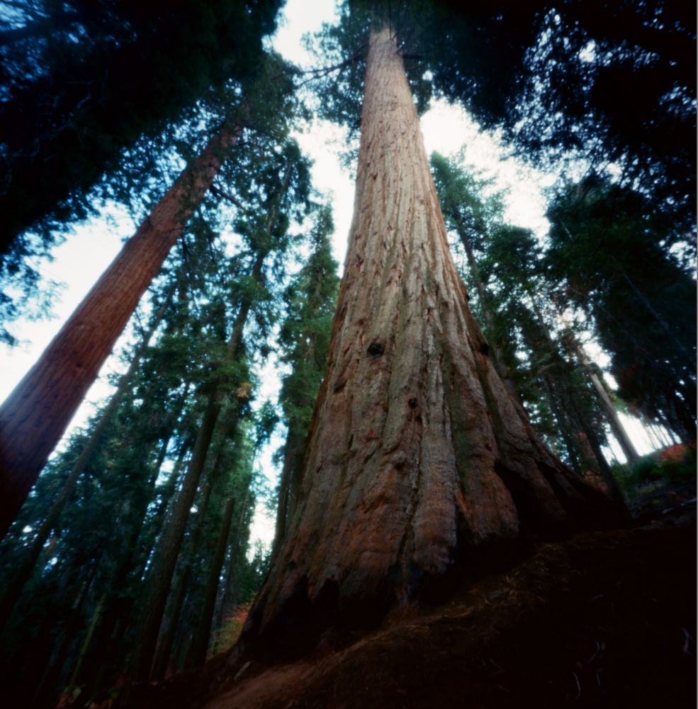 Sequoia