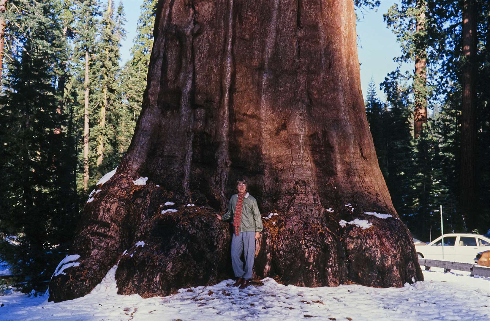 Sequoia