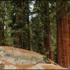 Sequoia