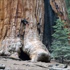 Sequoia and fir-tree