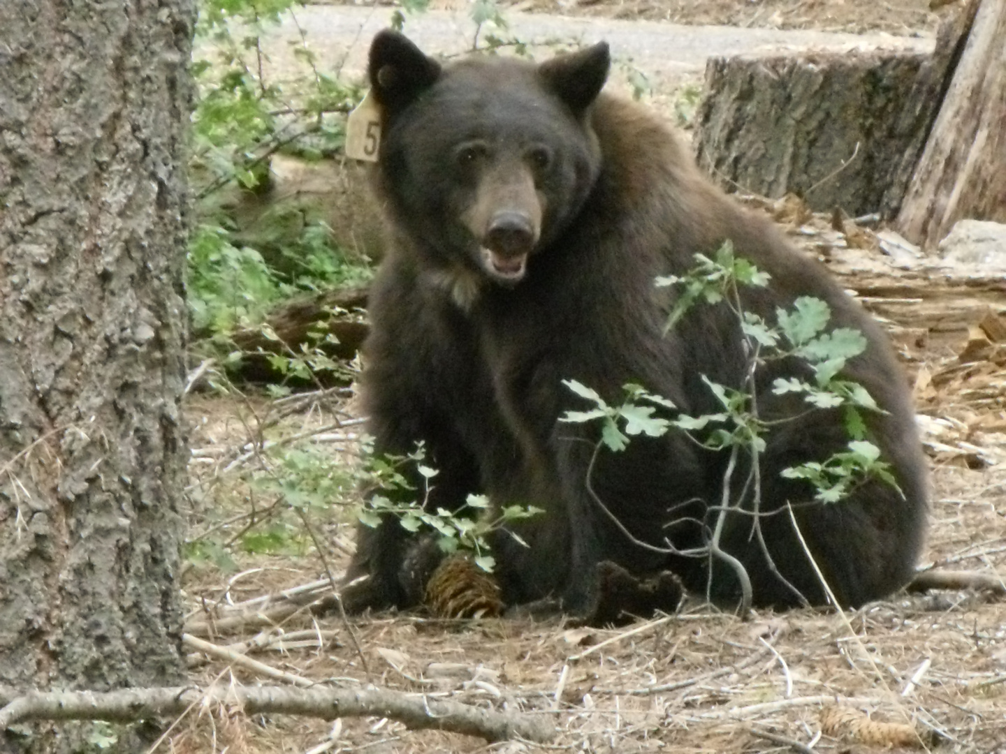 Sequoia Bear
