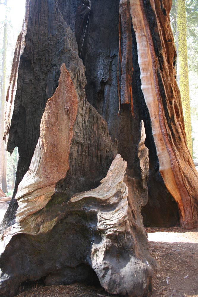 Sequoia Burnout