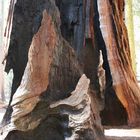 Sequoia Burnout