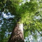 Séquoia dans une forêt de bambous géants