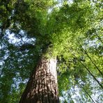 Séquoia dans une forêt de bambous géants