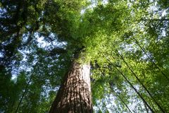 Séquoia dans une forêt de bambous géants