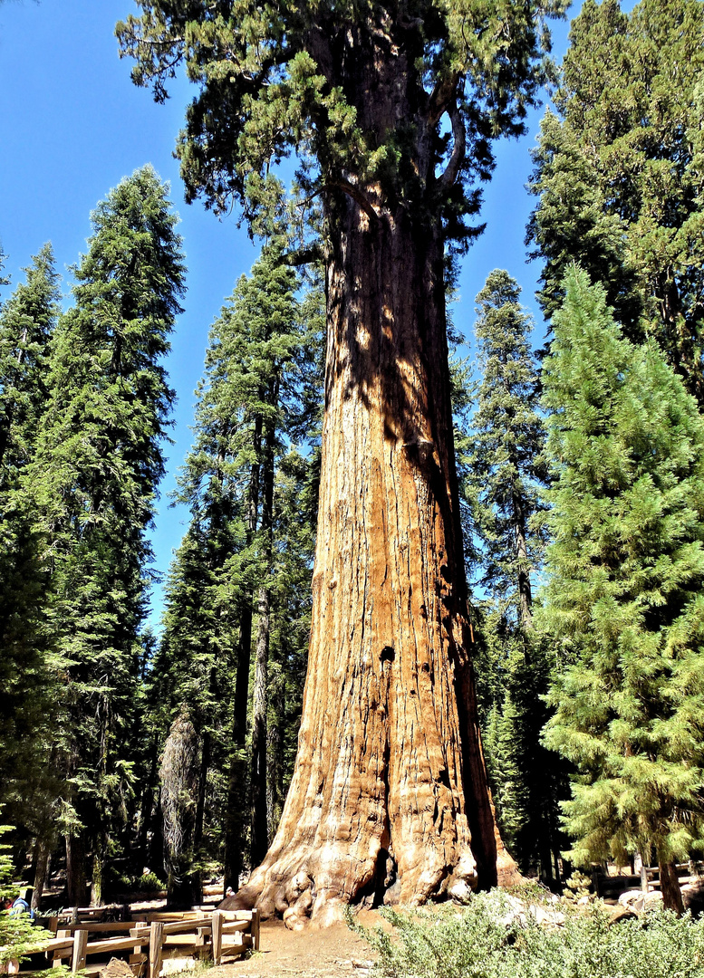 Sequoia