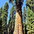 Sequoia