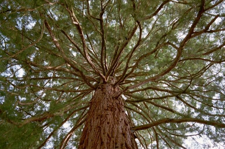 Sequoia Foto & Bild pflanzen, pilze & flechten, bäume, einzelbäume