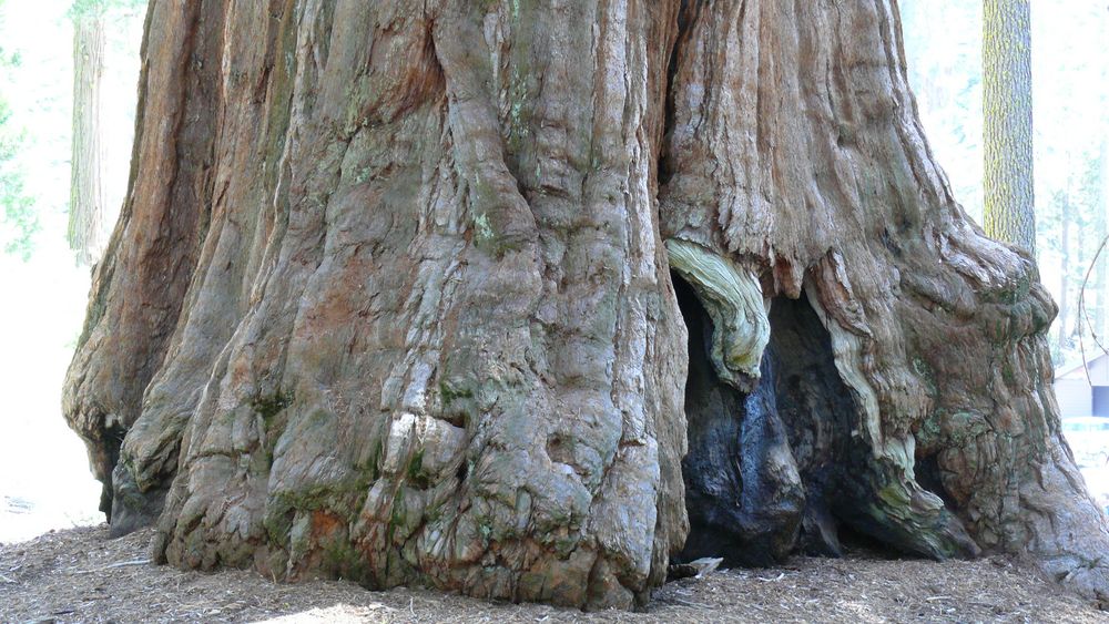 Sequoia Geant California