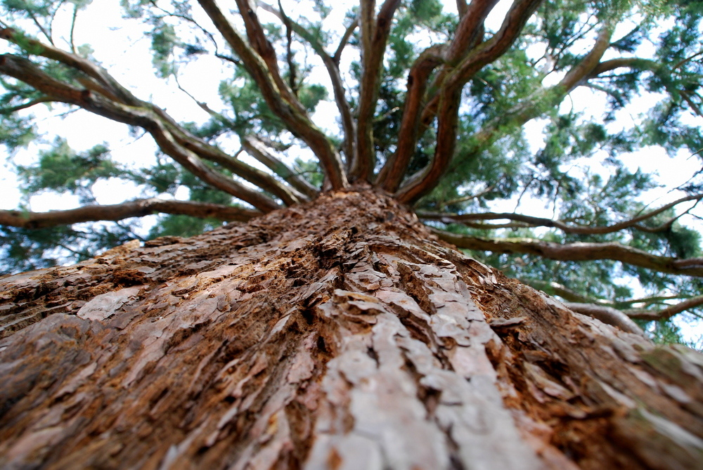 Sequoia in Darmstadt