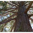 Sequoia (Mammutbaum) im Schlosspark Mammern II