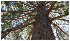 Sequoia (Mammutbaum) im Schlosspark Mammern II