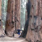 Sequoia National Forest, California