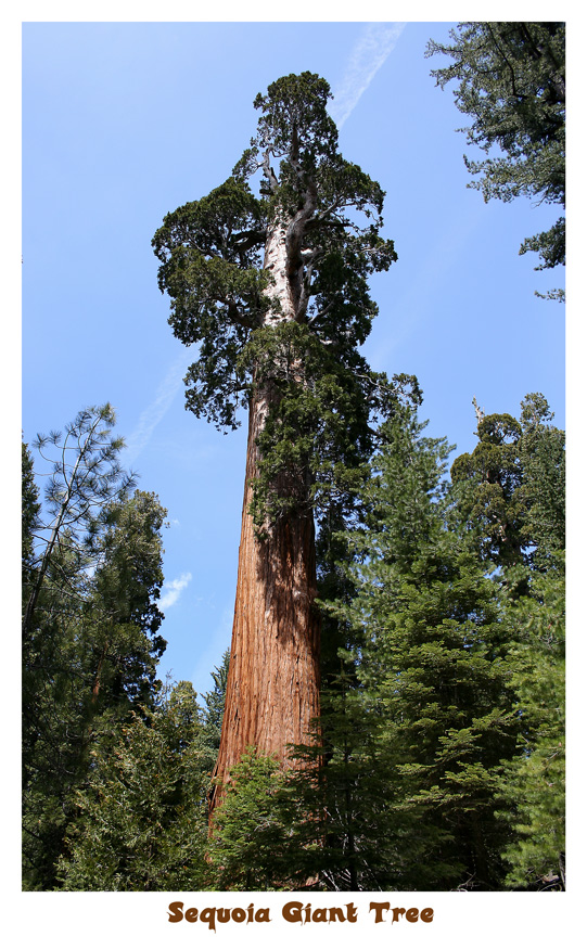 Sequoia National Park 2