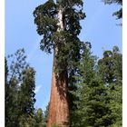 Sequoia National Park 2