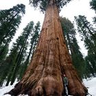 SEQUOIA NATIONAL PARK