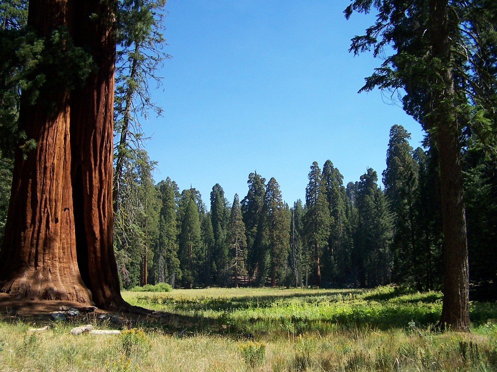 Sequoia National Park