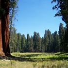 Sequoia National Park