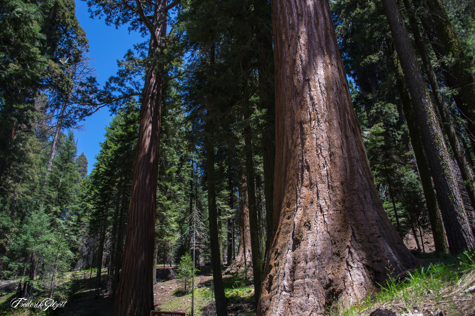 sequoia National Park