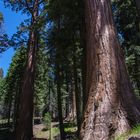 sequoia National Park