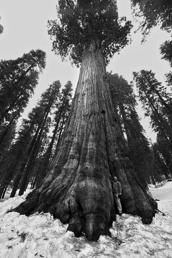 SEQUOIA NATIONAL PARK BIS