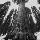 SEQUOIA NATIONAL PARK BIS