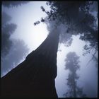 Sequoia National Park, Kalifornien, 2011