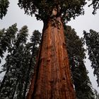 Sequoia National Park (Kalifornien, USA) - Giganten des Waldes