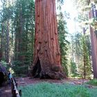 Sequoia Nationalpark