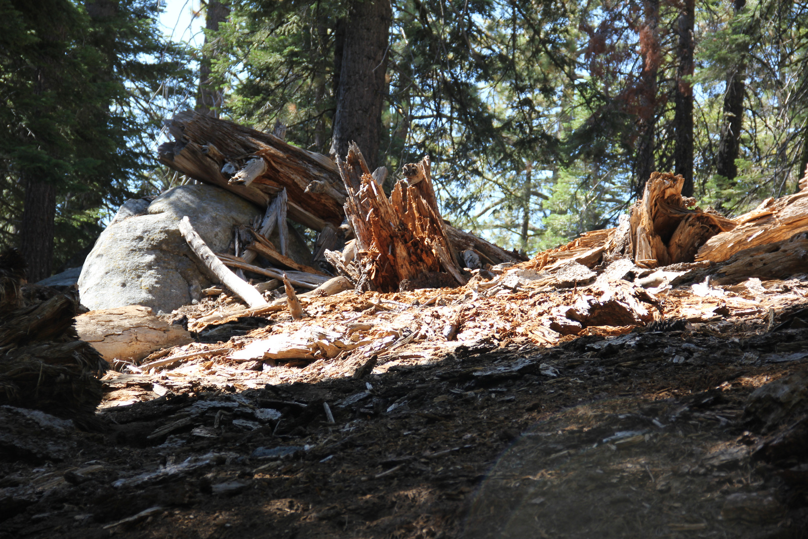 sequoia nationalpark