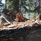 sequoia nationalpark