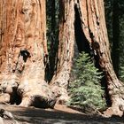 Sequoia Nationalpark, USA