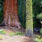 Sequoia NP