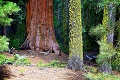 Sequoia NP