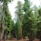 Sequoia NP