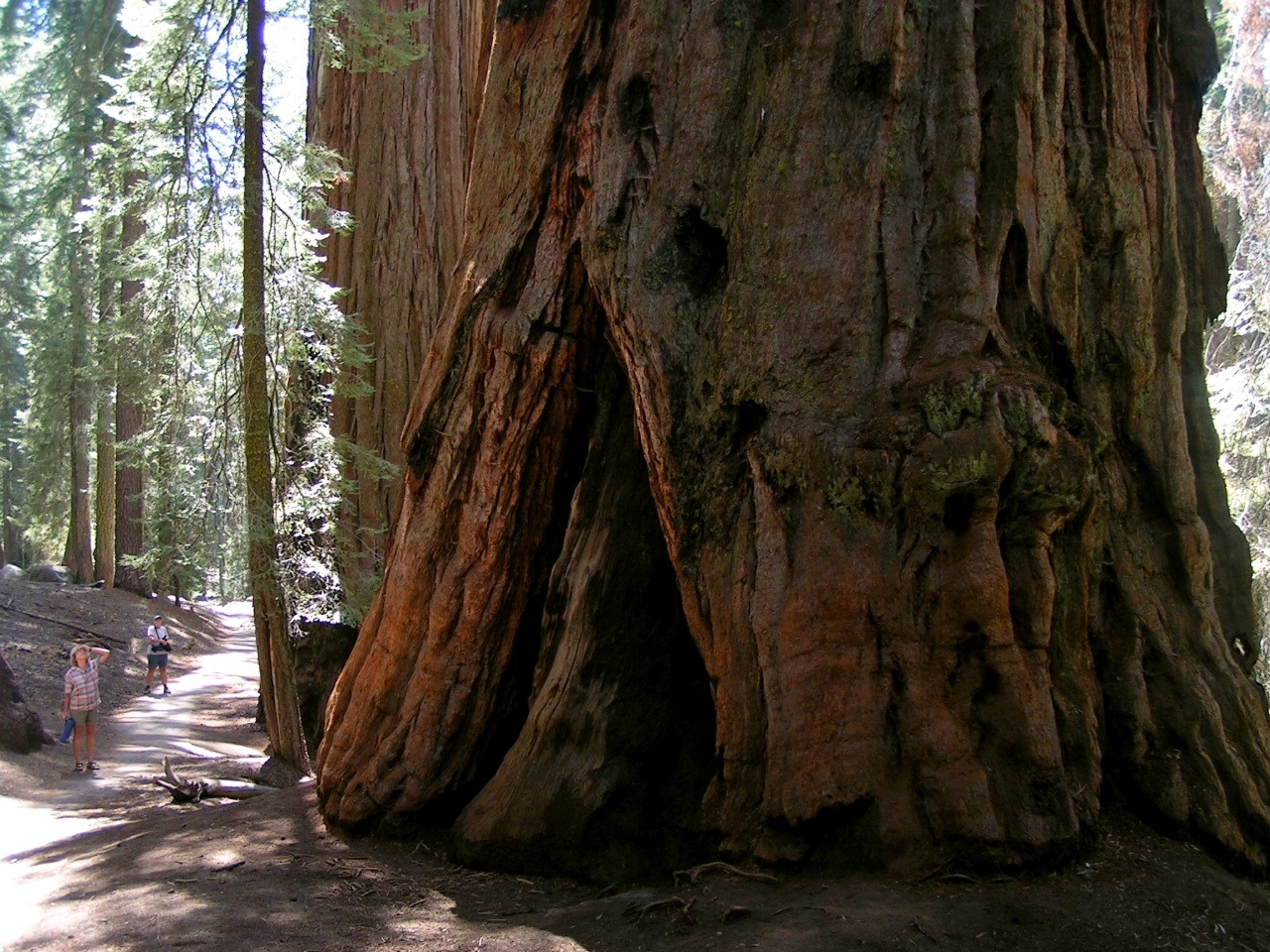 Sequoia NP 2005