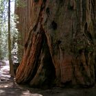Sequoia NP 2005