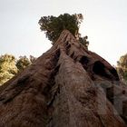 Sequoia NP