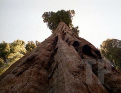 Sequoia NP