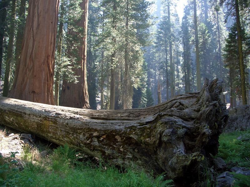 Sequoia N.P. California