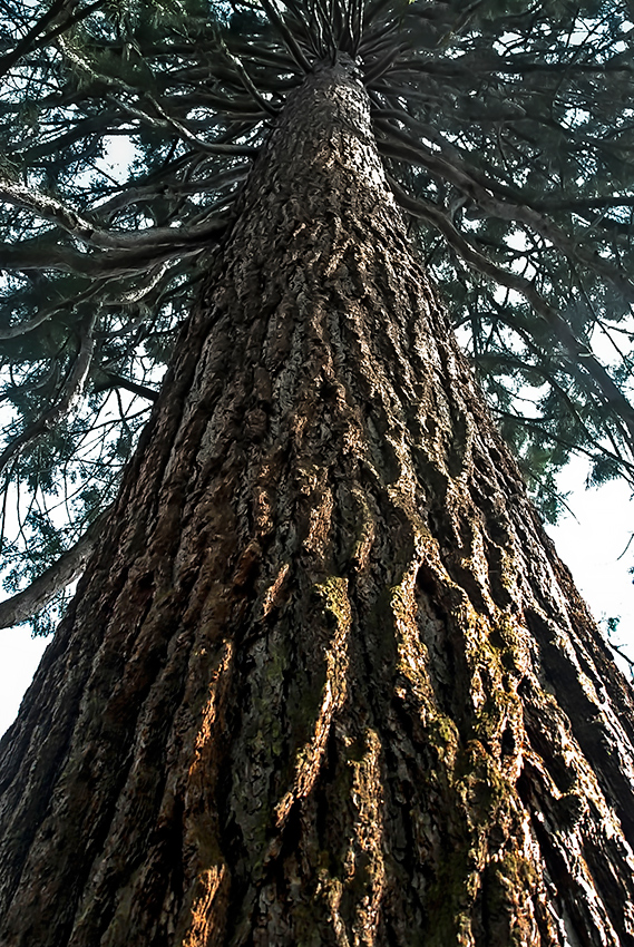 Sequoia - Riesenmammut