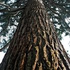 Sequoia - Riesenmammut