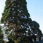 Sequoia sempervirens