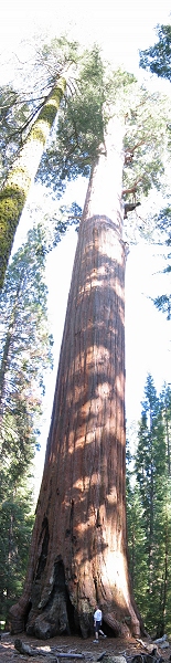 Sequoia Tree